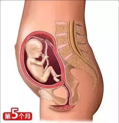 家政月嫂母嬰:從懷孕到生娃的26個母嬰常識！(圖4)