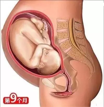 家政月嫂母嬰:從懷孕到生娃的26個母嬰常識！(圖8)