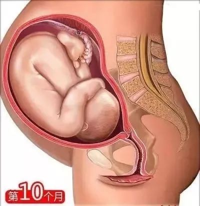 家政月嫂母嬰:從懷孕到生娃的26個母嬰常識！(圖11)