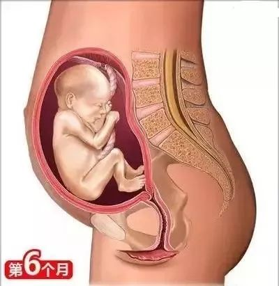 家政月嫂母嬰:從懷孕到生娃的26個母嬰常識！(圖7)